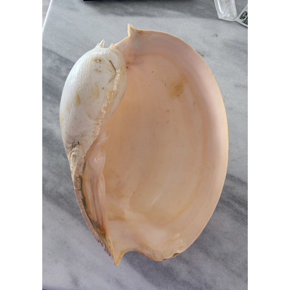 HUGE 14" Melo Amphora Giant Baler Shell Diadem Volute Peach Pink (Diadem Volute